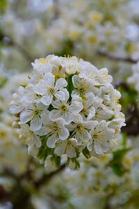 Cherry blossom plant petal photo