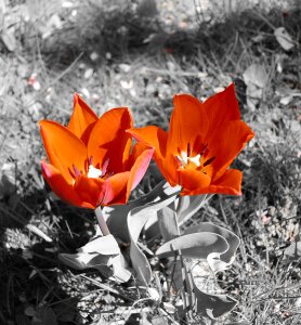 Spring spring flowers nature