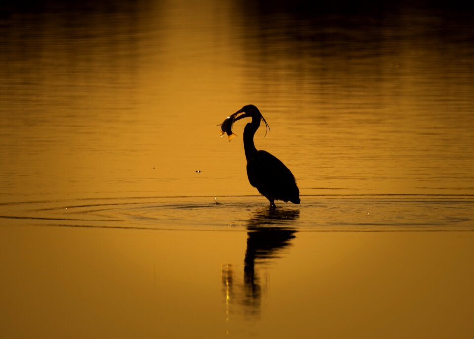 Water bird fishing hunt