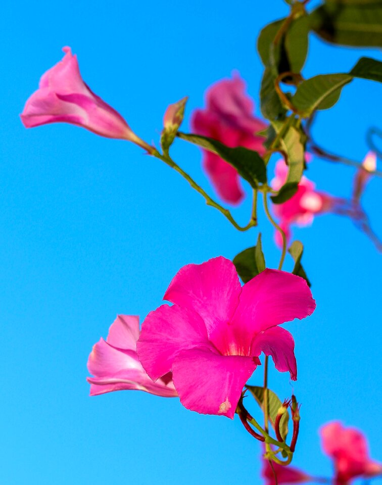 Nature summer poetry