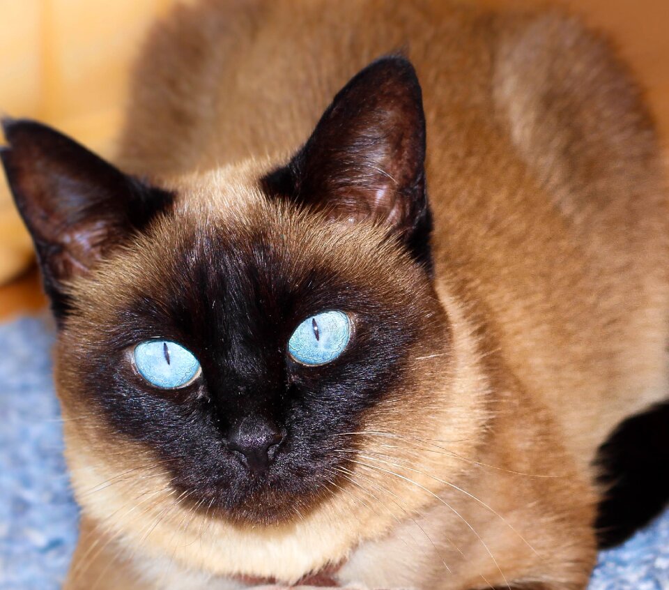 Pet animals kitten