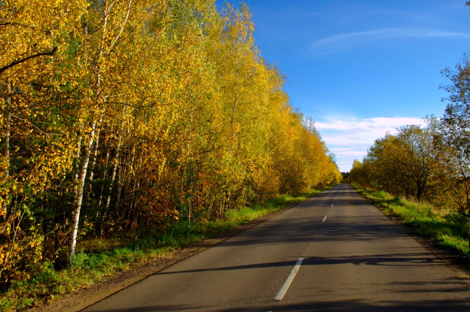 An empty autumn yellow