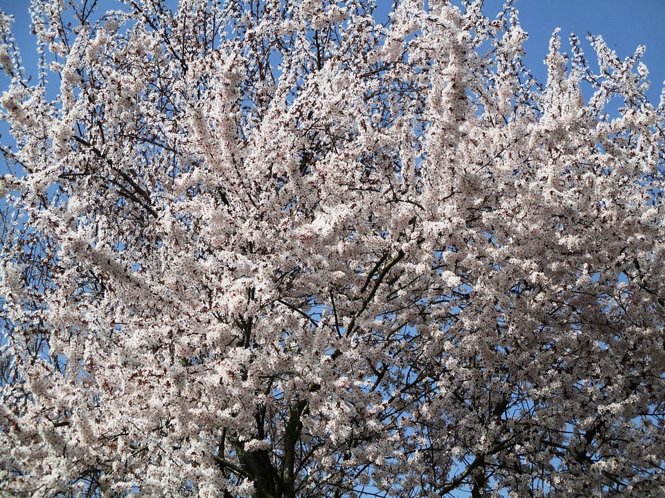 Flowers beautiful spring