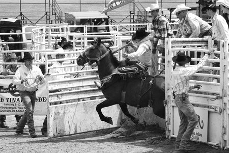 Cowboy man rider photo