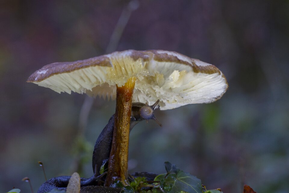 Forest schneckenfrass eat