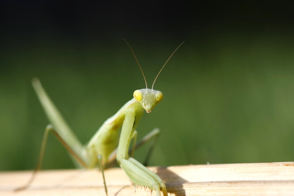 Insect green pray photo