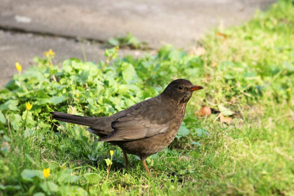 Spring blackbird female nature