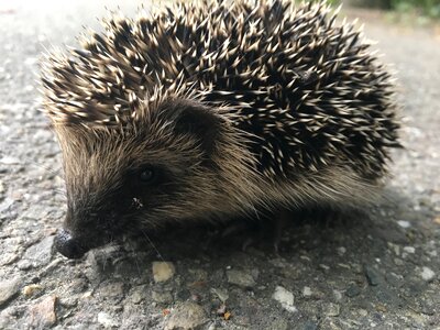 Animal spines pebble