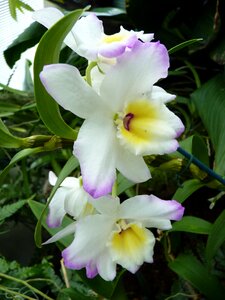 Bloom flower white violet