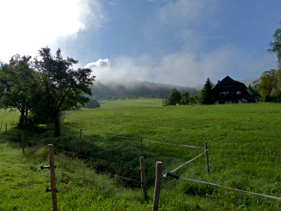 Mood fog nature