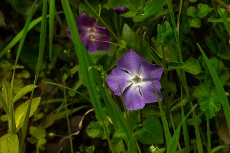 Wild flowers nature violet flowers photo