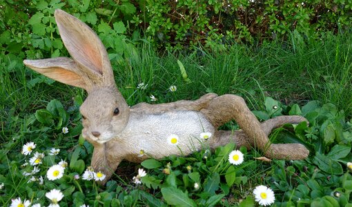Meadow spring hare photo