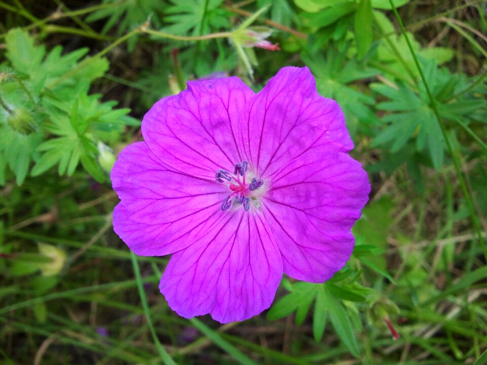 Bloom purple flower nature