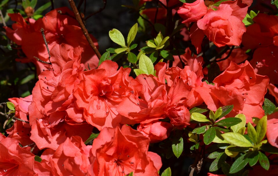 Blossom bloom shrub