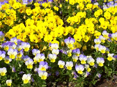 Yellow bi color garden photo