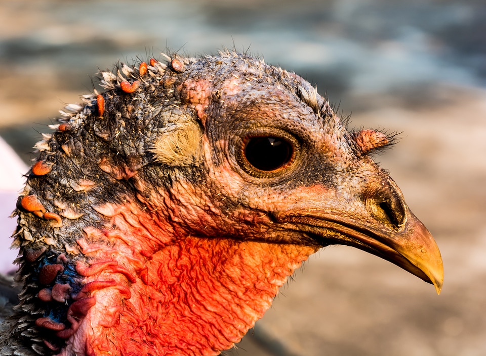 Turkey bird Free photos