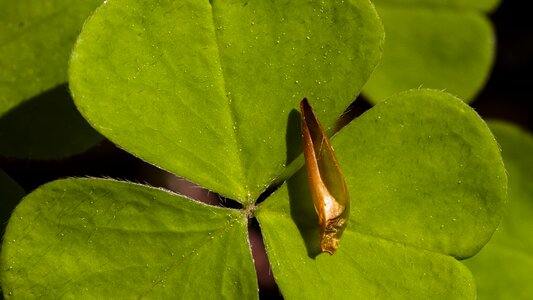 Macro forest floor forest clover photo