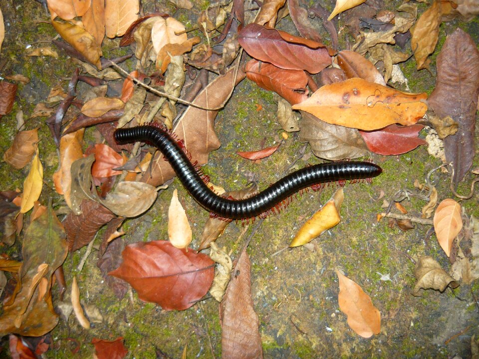 Guinea africa worm