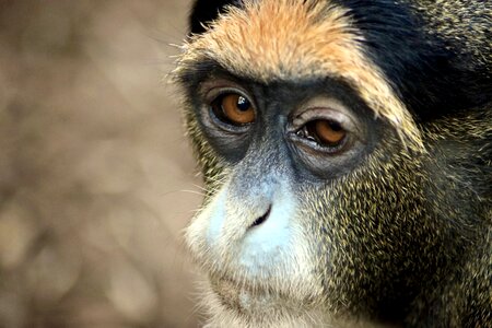 Gibbon monkey zooaufnahme