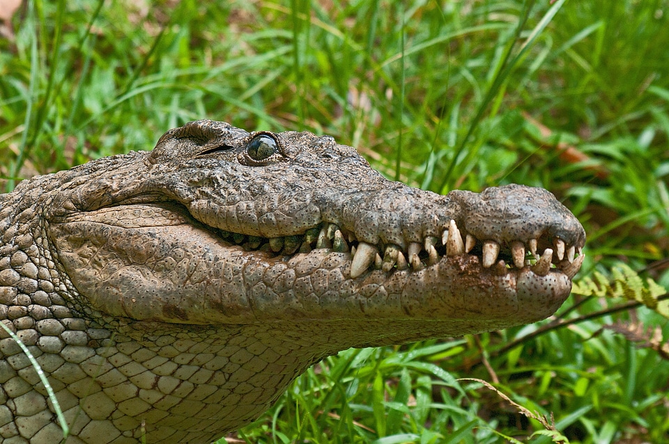 Madagascar teeth national park