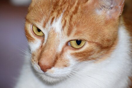 Pet cat feline