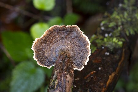 Mushroom forest close up