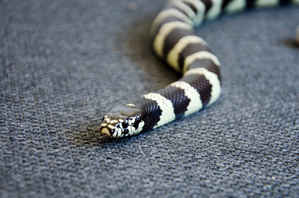 Head black animal