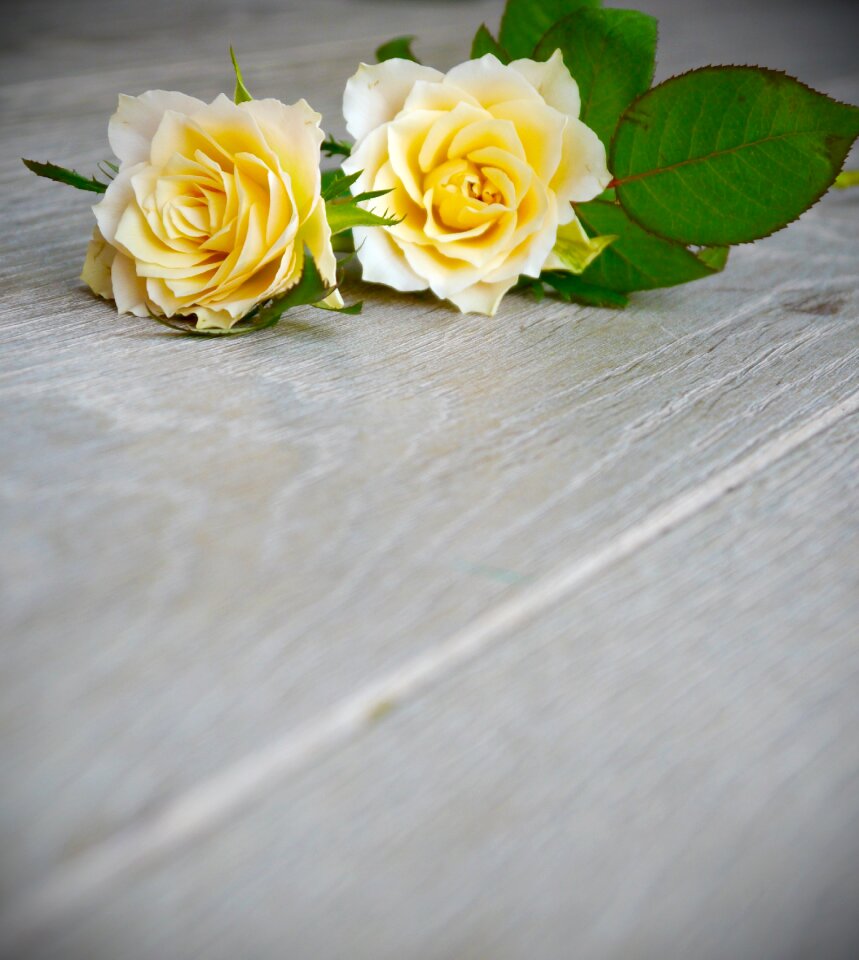 White yellow top view