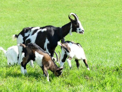 Meadow pasture spring