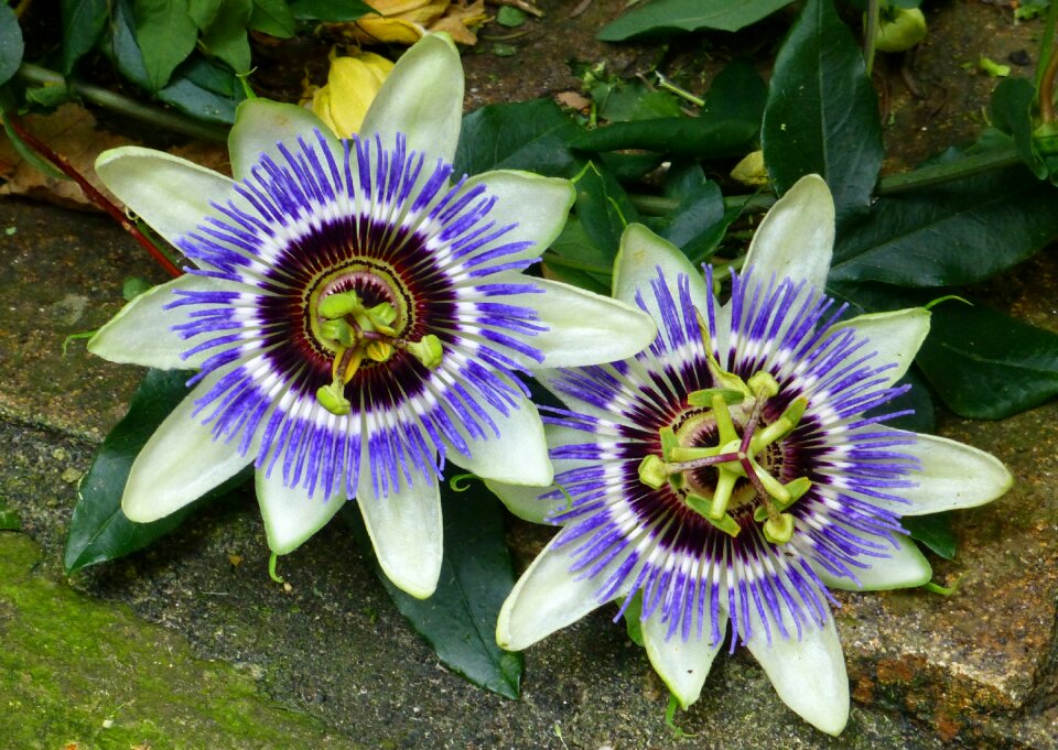 Passiflora plant nature