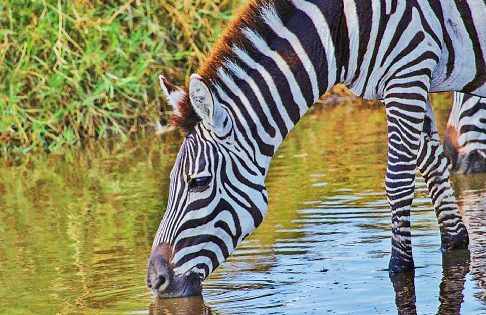Safari nature serengeti wild