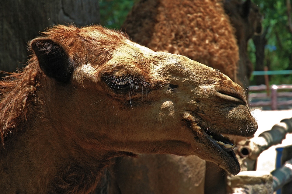Camel dromedary portrait