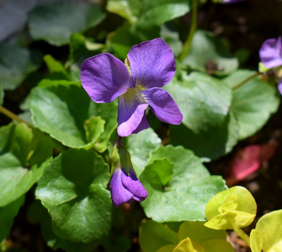 Flower blossom bloom photo