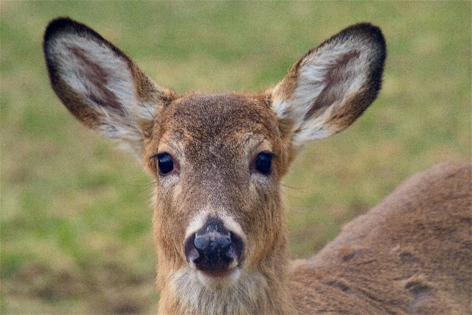 Animal cute wildlife