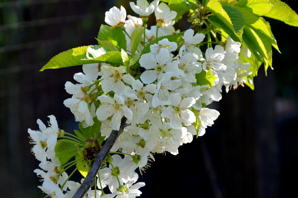 Cherry blossom plant close up