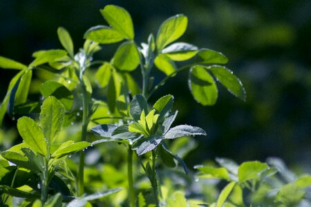 Crop plant nature