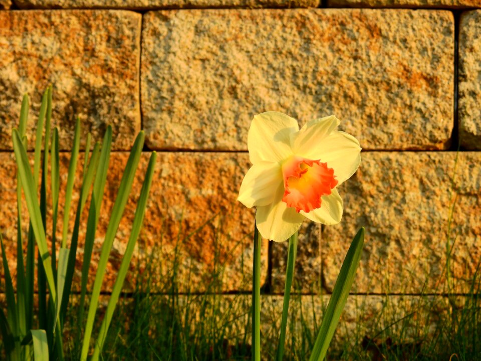 Flower blossom bloom