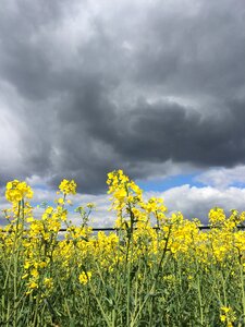 Clouds field spring photo