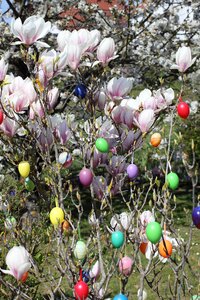 Easter bush blossom bloom