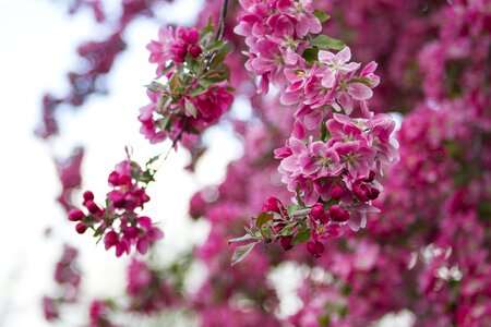 Nature floral pink photo