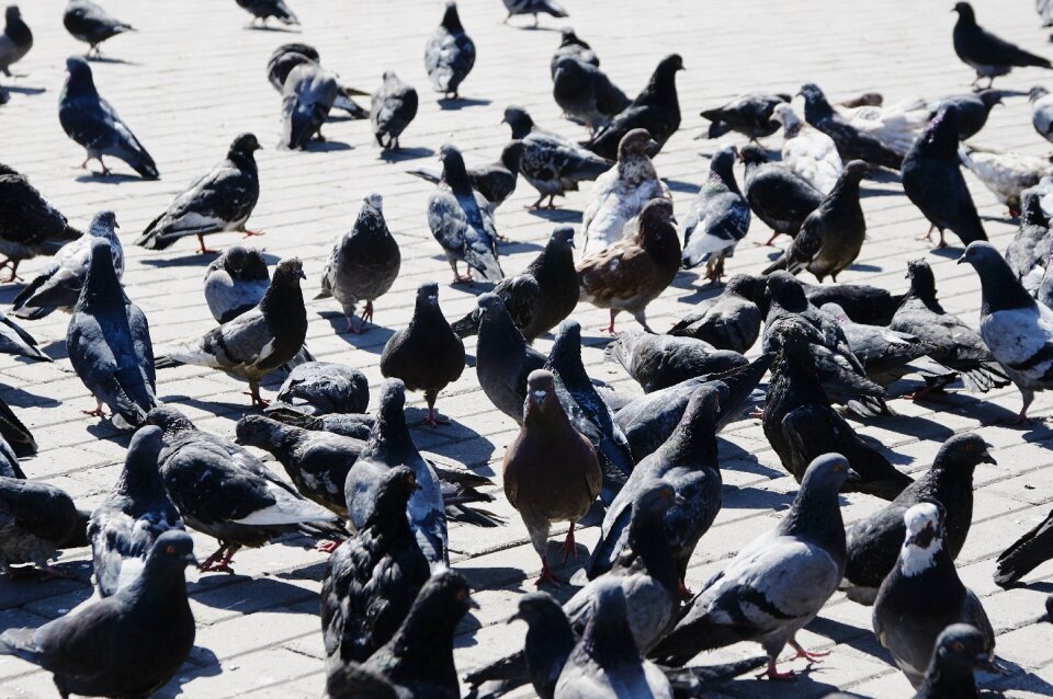Bird city a flock of