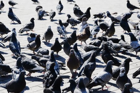 Bird city a flock of