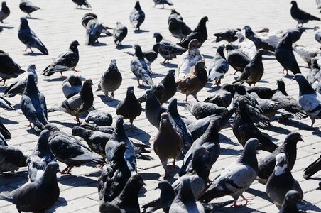 Bird city a flock of photo