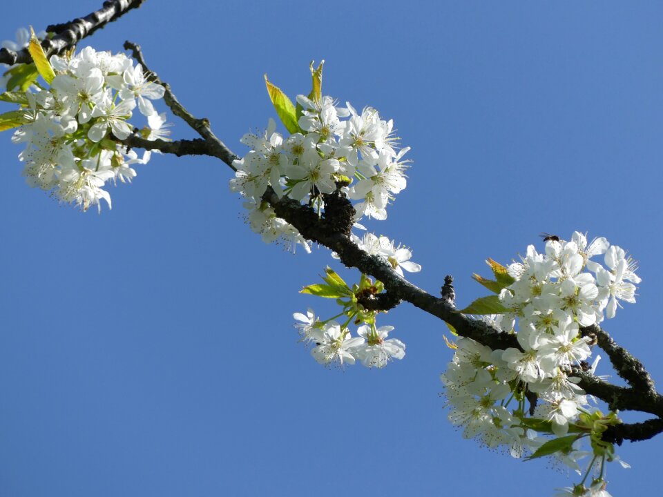 Bloom spring sky