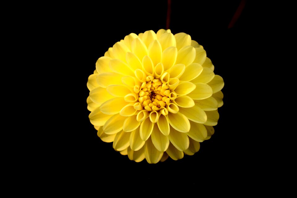 Black background single