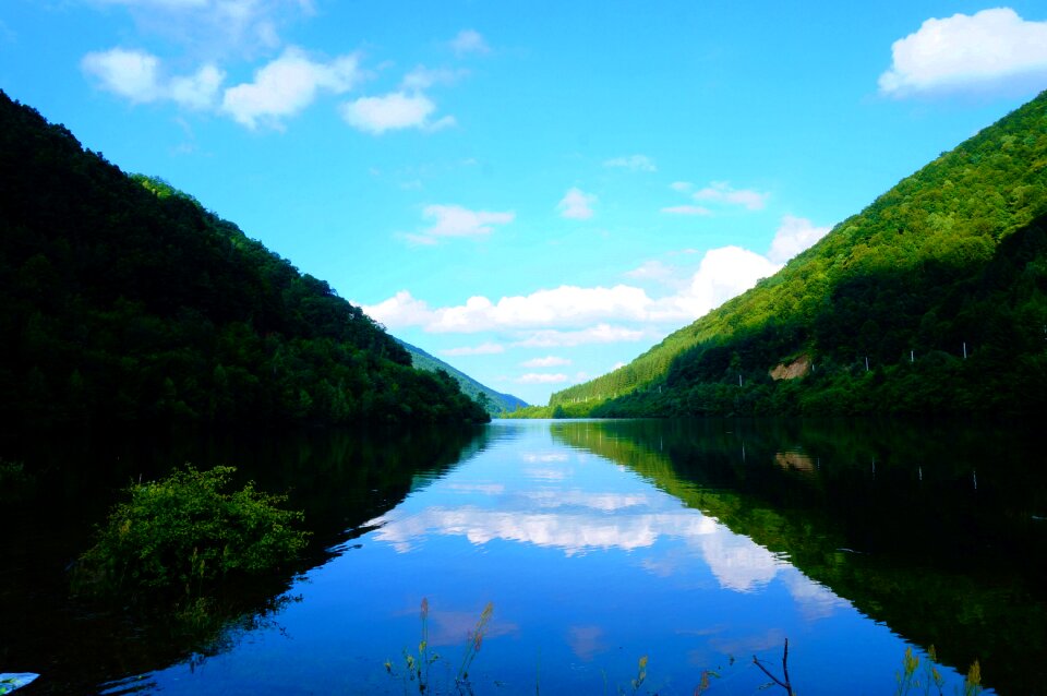 Lake tree forest