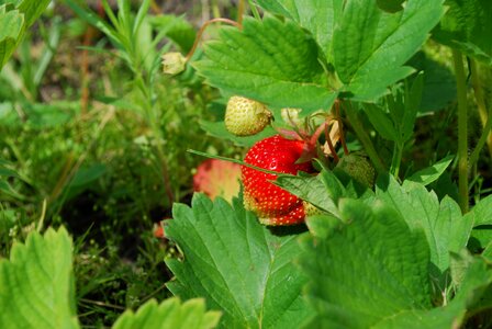Ripe green strawberry