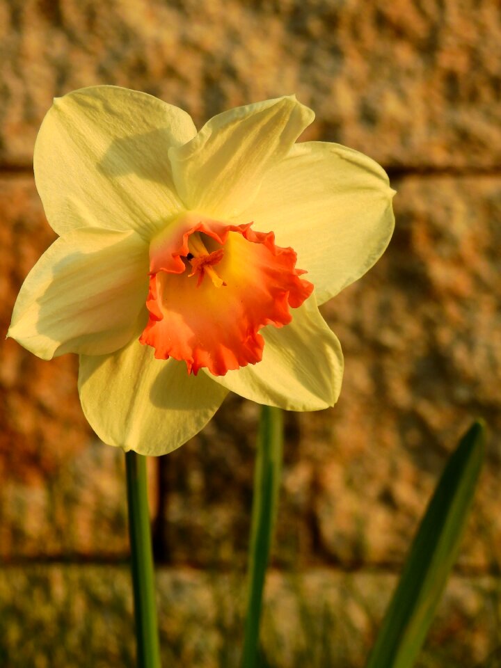 Flower blossom bloom