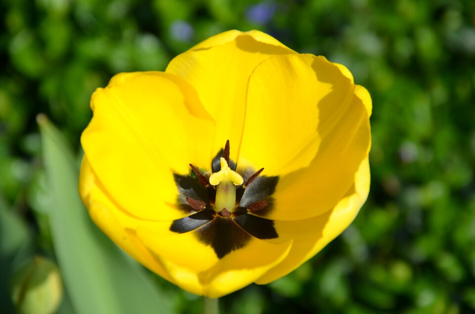 Flower spring cut flowers