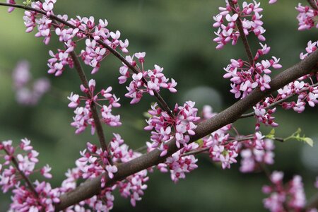 Spring pink flowering photo
